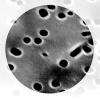 polycarbonate_membrane_filter