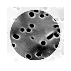 polycarbonate_membrane_filter